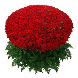 Alanya Çiçekçi 501 Adet Kırmızı Gül 
